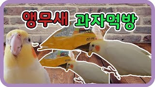 왕관앵무새 과자 먹방 (앵뀨앵뚱엄마)님 앵무새 소개 E.P. 06