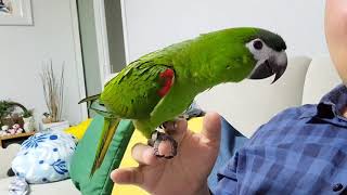 공서연(앵무새)한스마카우.목춤.식사시간.2021.3.2…