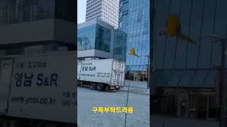 청금강앵무새 루카의 비행훈련 #shorts
