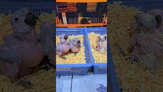 청금강, 미디움, 듀컵 아기 앵무새들과 12월에 태어난 쟈딘 어린이