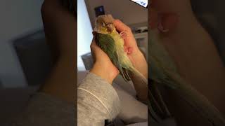 열무와 함께하는 잠자리 시간 ㅎㅎ #birds #앵무새…