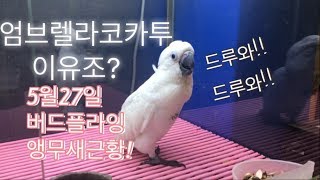 버드플라잉 이유조 근황 #1 (2019.05.27)