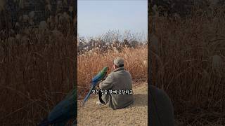 갱년기로 힘들어하는 아빠랑 현명하게 극복하기 #앵무새 …