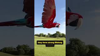 Macaw: The Parrot That Can Talk and Live 60 Years!