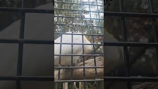 헬로라고 말하네 신기한 코카투 #코카투#호주 #시드니 …