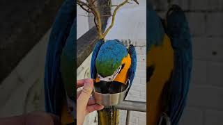 카페에서 피스타치오 얻어 먹고 있는 청금강 앵무새 #앵무새