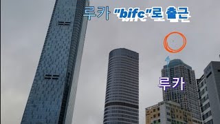 청금강앵무새 루카 출근길 레전드 비행