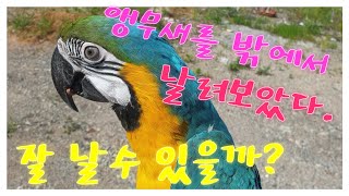 코카투 청금강 앵무새 잘 날수 있을까?