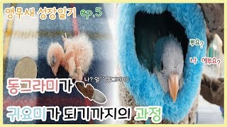 퀘이커 앵무새 성장과정!!(앵무새들은 어떻게 태어날까?…