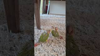 Three Cornure cubs 어린 코뉴어 3마리 …