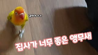 강아지처럼 사람 따라다니는 앵무새가 있다 !?