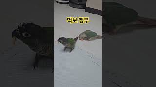 먹보앵무 잘먹어용^^ 애완조 귀여워용 #코뉴어#앵무새#…