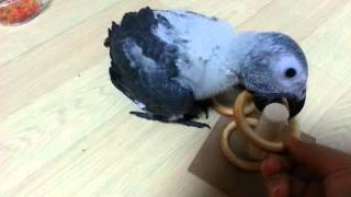 20130826 아기회색앵무 나나의 링훈련 첫날