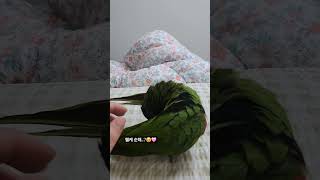 온몸터치 가능한 순둥이 초롱