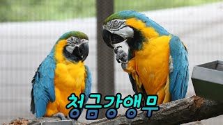 에버랜드 초록모자의 말잘하는 앵무새, 청금강앵무