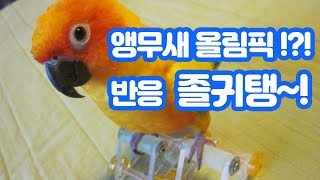 앵무새에게 운동기구를 줘보았다! 그 반응은!?(앵무새훈련, 썬코뉴어, 코뉴어)