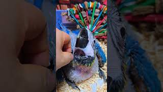 아기 청금강 앵무새예요. #birdslover #par…