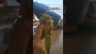 살포시 손 잡아주는 티니 #티니모니#콩니의앵무일기#퀘이커#퀘이커앵무새#그린이사벨퀘이커#반려앵무