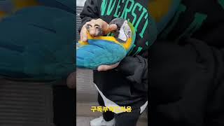 주인바라기 청금강앵무새 #shorts