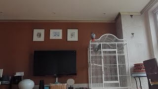 콜호나때문에 집에만 쳐박혀있는 앵무새들