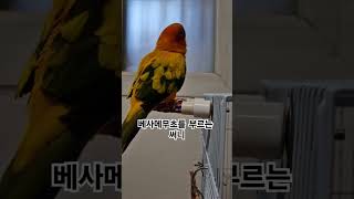 써니야 베사메무초가 무슨 뜻인지 아니?  #썬코뉴어 #parrot #앵무새 #베사메무쵸 #bésamemucho #뜻 #mean #노래 #sing #써니