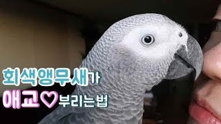 회색 앵무새 특유의 조용하고 얌전한 애교♡부리는법^^