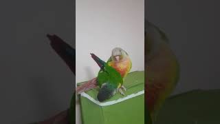 앵무새 씨루는 영상