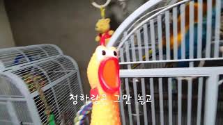 청금강앵무새 아마존앵무새 스크림치킨이랑 놀기