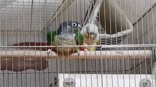 [앵무파파] 코뉴어들 짝짓기 장면 순간포착 [2019.…