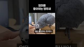 엄마를 좋아하는 지 할 말만 하는 앵무새  회색앵무 잠…