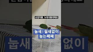 시도때도없이 눕는 눕새째째^^♡#앵무새#퀘이커#모란#왕관#코뉴어#사랑앵무#shorts