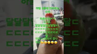 #앵무새 #코뉴어 #모란이피기까지는 #구독부탁합니다 #birds  #모란 #pretty #귀여운 #너무예뻐 #아이예뻐 #안녕앵무새 #하품 #좋아요 #너무좋아 #너무 귀여워 #사랑해