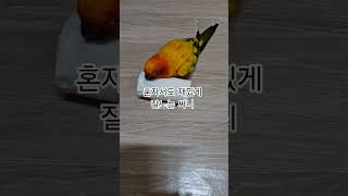 써니에겐 뭐든지 장난감이 됩니다!  #썬코뉴어 #par…