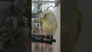 안녕하세요 코뉴어 연두