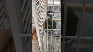 체스넛 마카우 수제쿠키 먹방