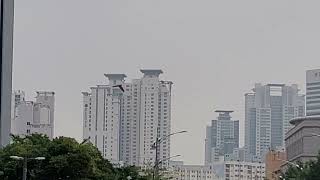 청금강앵무새 루카의 아침비행