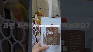 처음보는 밀웜을 먹어봤습니다 #앵무새 #코뉴어 #썬코뉴…