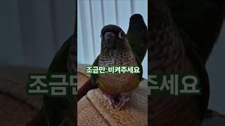 코뉴어앵무새#하랑이#하봉이#parrot#cute