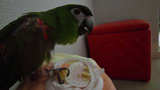 앵무새. 한스마카우. 이름: 루비. 2013년 출생. …