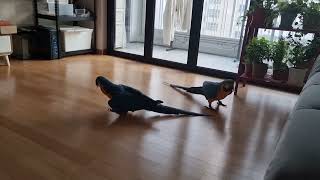 청금강이 거실 나오면 이래요!!!