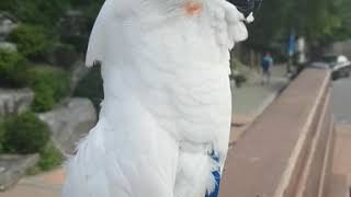 매미소리가 무서운 앵무새 코카투/유황앵무