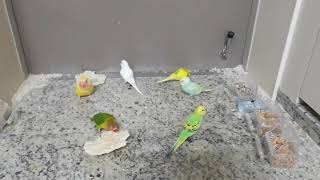 조성자권사 모란 사랑 앵무새