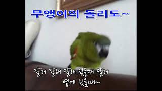 앵무새 무앵이의 돌리도~ [앵무새친구TV]