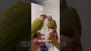 코뉴어 앵무새 코코가 거울 속 자기모습을 보고 깜짝 놀랐어요#코뉴어#앵무새#코코#거울#parrot#birds#웃긴짤