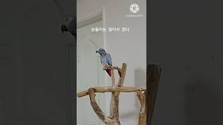 앵무새ㅡ순돌이는 알아서 한다