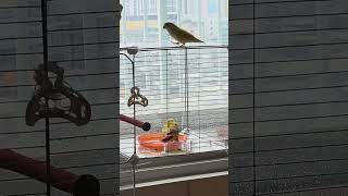 코뉴어 코니의 시원한 목욕 #birds #코뉴어 #새목…