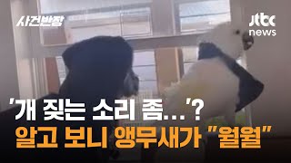 '개 짖는 소리 좀…'? 알고 보니 앵무새가 &quot…