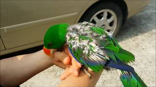 self injury Eclectus parrot th…