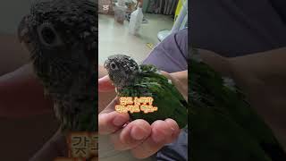 코뉴어 앵무새 펠렛 먹는 연습중~ #앵무새 #코뉴어 #앵무새키우기 #코뉴어앵무새