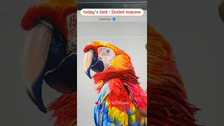 Scalet macaw  #macaw #금강앵무 #앵무새 #parrot #parakeet